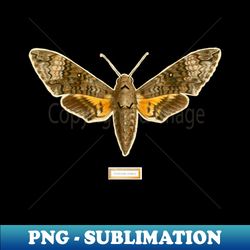 fun moth vintage photograph tee - artistic sublimation digital file - revolutionize your designs