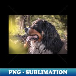 bernese mountain dog photo - png transparent sublimation design - transform your sublimation creations
