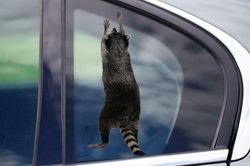 raccoon car window decal stickers vinyl decal raccoon decal waterproof