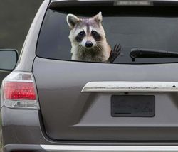 Raccoon Car Window Decal Raccoon Stickers Vinyl Decal Raccoon Decal Waterproof