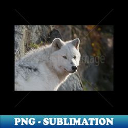 Arctic Wolf - Premium Sublimation Digital Download - Capture Imagination with Every Detail