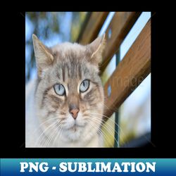 Strong cat - Digital Sublimation Download File - Perfect for Sublimation Mastery