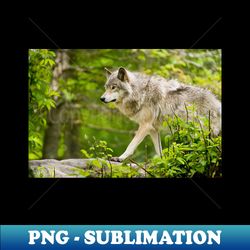 Timber Wolf - Aesthetic Sublimation Digital File - Create with Confidence