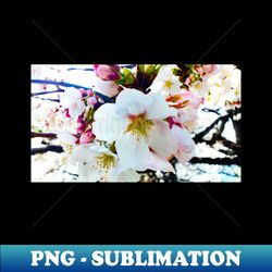 photography - vintage sakura - png transparent sublimation design - bring your designs to life