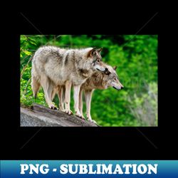 Gray Wolves - Modern Sublimation PNG File - Bring Your Designs to Life