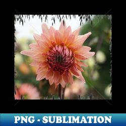 Pink Dahlias - Retro PNG Sublimation Digital Download - Instantly Transform Your Sublimation Projects