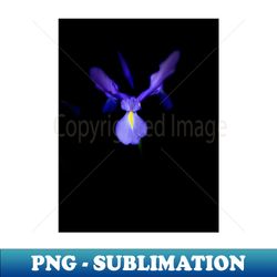 Blue Magic Dutch Iris - PNG Transparent Sublimation Design - Capture Imagination with Every Detail