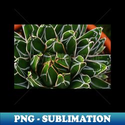 Succulent - Instant PNG Sublimation Download - Defying the Norms