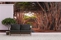 Forest Landscape Wallpaper, Patterns And How To, Wall Decorations, Tree Scenery Wall Art, California Cypress Tree Tunnel