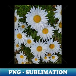 white flower photography my 1 - premium sublimation digital download