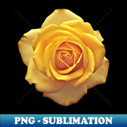 yellow rose flower graphic art print 1 - png sublimation digital download