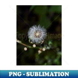 dandelion flower photography design gift - premium png sublimation file
