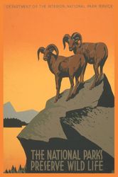 The National Parks Preserve Wild Life Sheep Animals Usa Vintage Poster Repro