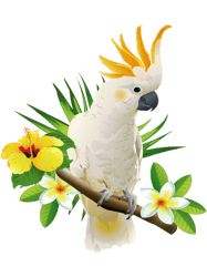 Parrots Cute White Lover
