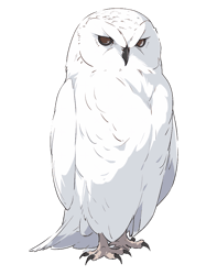 A White OwlThe Silent Majesty