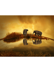 Elephants In Savannah