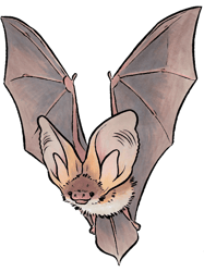 Grey longeared bat