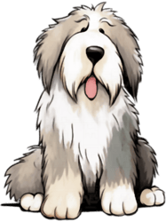 Bearded Collie Dog (1)