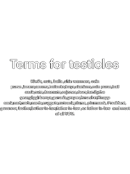 Terms for testicles