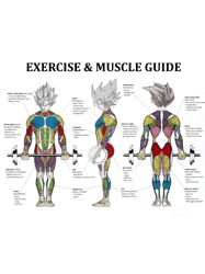 Anatomy ChartMuscle DiagramAnime Workout Inspirational