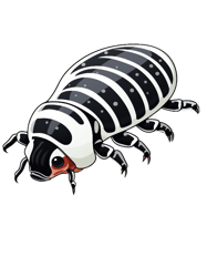 dairy cow isopod with red face
