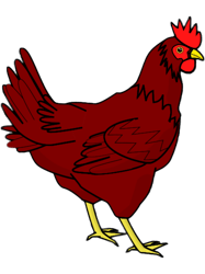 Easter Egger Chicken (31)