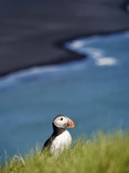 Puffin and a black beach Graphic