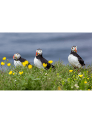 puffin in IcelandLong