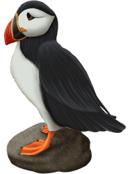 Puffin On Rock Digital Painting