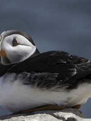 Puffin on the Rocks Graphic(1)