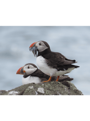 Puffin Perfection