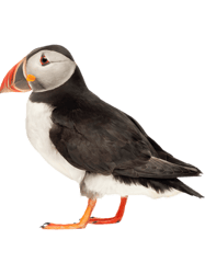 Puffin Side View