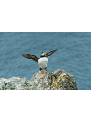 Puffin Spreading its wings on a Skomer rock. These birds are simply so friendly and adorable and gre