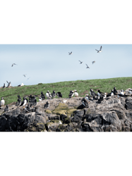 Puffins colony on the Farne islands, Northumberland, UK