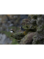 Shetland puffins on the cliffs of Hermaness