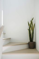 Fully Rooted Indoor House Plant in Pot, Mother in Law Tongue Sansevieria Plant, Potted Succulent Plants,