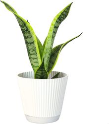 Fully Rooted Indoor House Plant, Mother in Law Tongue Sansevieria Plant, Succulent Plant Houseplant by Plants for Pets