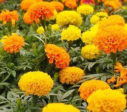 Marigold Seeds 2.5g for Planting a Beautiful Flower Garden, Bursting with Color and Blooms (500 Seeds)