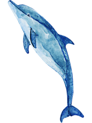 Bottlenose Dolphin Long