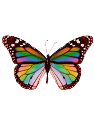 Playboi Carti Rainbow Butterfly.png