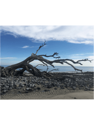 Driftwood Beach Trees