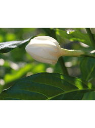 Jasmine Flower Bud Long