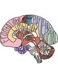 Labeled Brain Anatomy