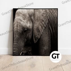 decorative wall art, decorate the living room, bedroom and workplace, elephant photo print, wildlife elephant wall art,