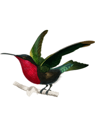 Vintage Garnet Hummingbird Bird Illustration Men And Women PNG T-Shirt