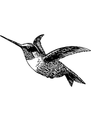 Vintage Illustration of a Hummingbird PNG T-Shirt