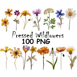 Real Dried Pressed Wildflowers Photo Clipart Bundle PNG Dried Plants PNG Transparent Background Pressed Plants clipart