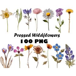 Real Dried Pressed Wildflowers Photo Clipart Bundle PNG Dried Plants PNG Transparent Background Pressed Plants Boho Flow