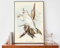 Vintage Cockatoo Art Print, Elizabeth Gould Birds Of Australia Poster, Antique Parrot Wall Art
