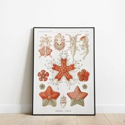 Ernst Haeckel - Asteridea–Seesterne (Star fishes or sea stars)  High resolution Premium Print
